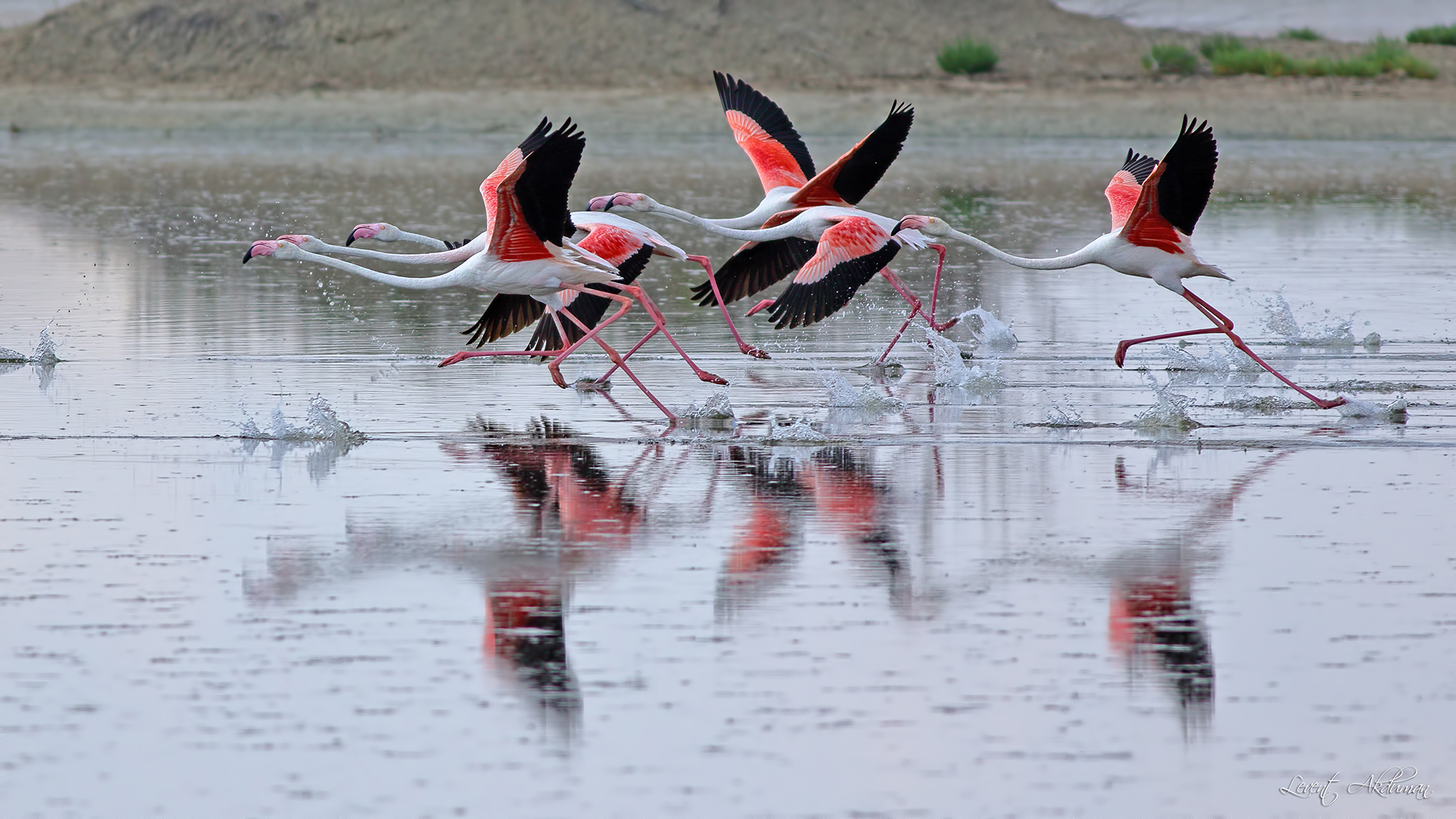 Greater Flamingo